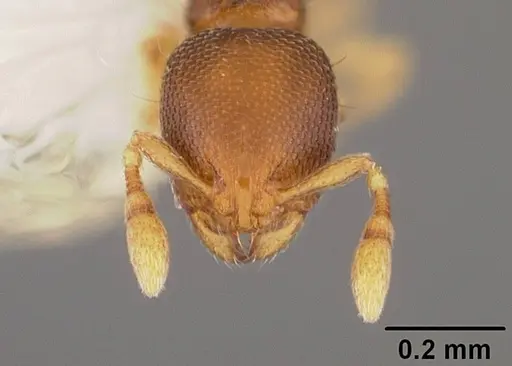 Carebara inca - USNMENT00418472