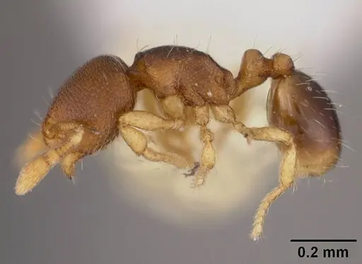 Carebara inca - USNMENT00418472