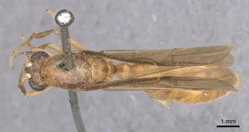 Carebara incerta specimen