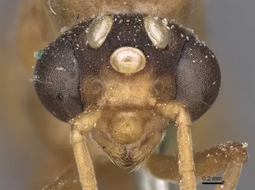 Carebara incerta specimen