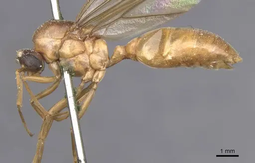 Carebara incerta specimen