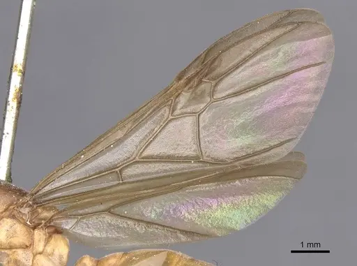 Carebara incerta - CASENT0913483