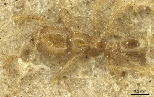 Carebara incerta - CASENT0913506