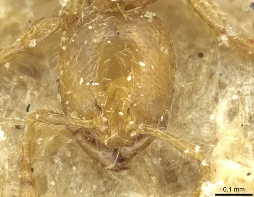 Carebara incerta - CASENT0913506