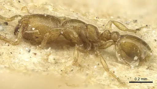 Carebara incerta - CASENT0913506