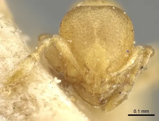 Carebara infima specimen