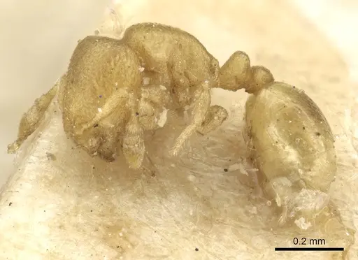 Carebara infima specimen