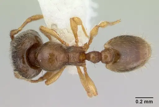 Carebara intermedia specimen