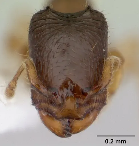 Carebara intermedia specimen