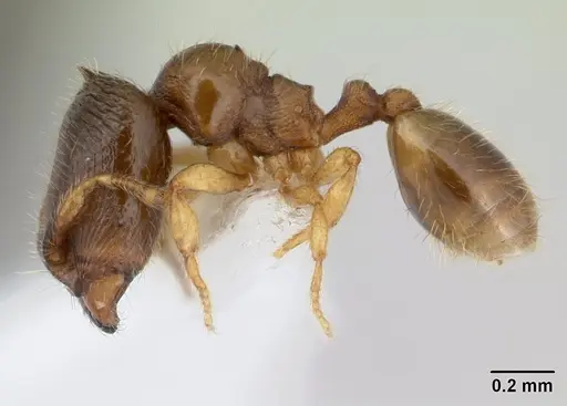Carebara intermedia specimen
