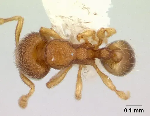 Carebara intermedia - CASENT0603535