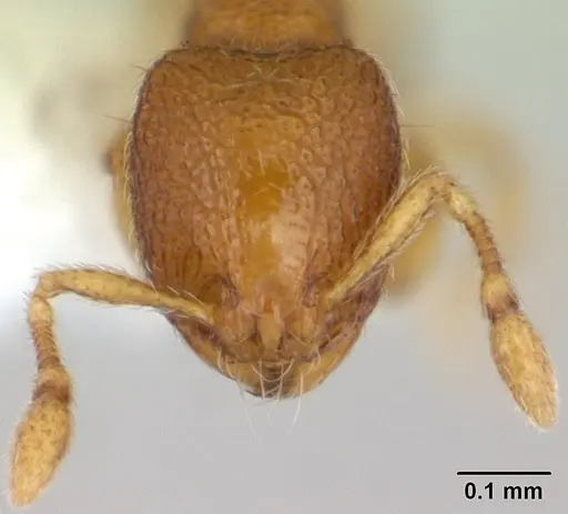 Carebara intermedia - CASENT0603535