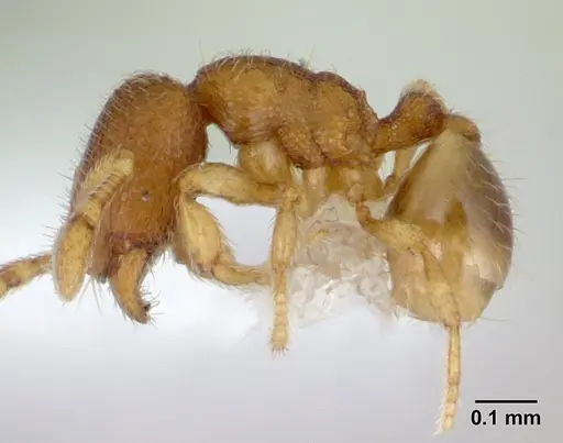 Carebara intermedia - CASENT0603535