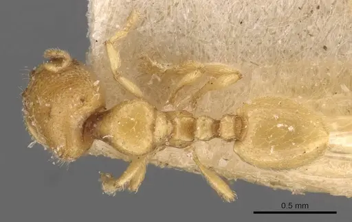 Carebara jacobsoni specimen
