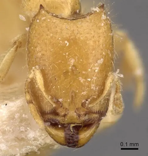 Carebara jacobsoni specimen