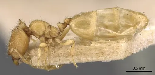 Carebara jacobsoni specimen