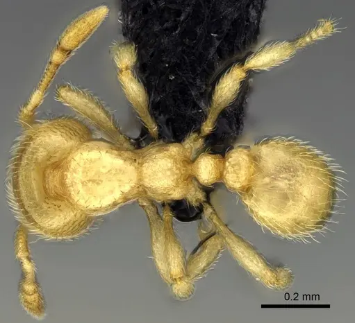 Carebara jajoby specimen