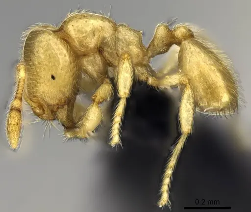 Carebara jajoby specimen