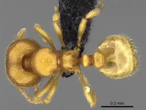 Carebara jajoby - CASENT0037505