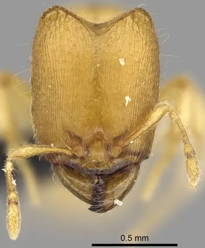 Carebara jajoby - CASENT0037505