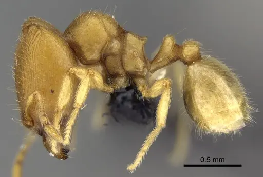 Carebara jajoby - CASENT0037505