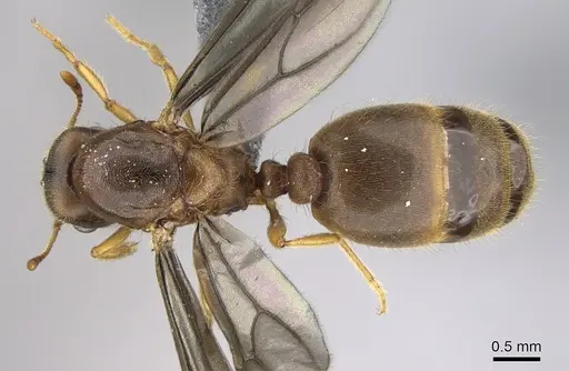 Carebara jajoby - CASENT0300690