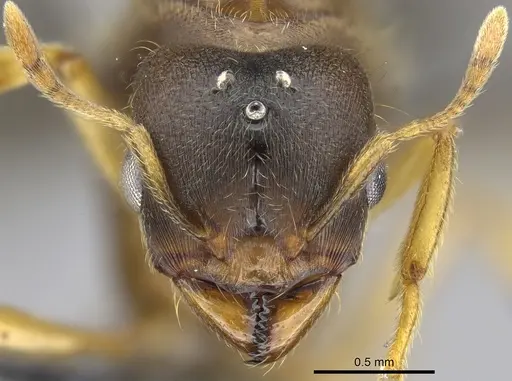 Carebara jajoby - CASENT0300690