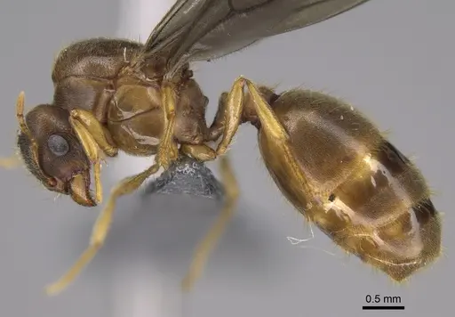 Carebara jajoby - CASENT0300690