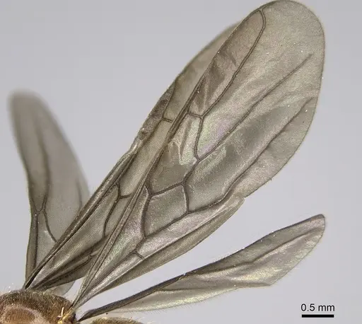 Carebara jajoby - CASENT0300690