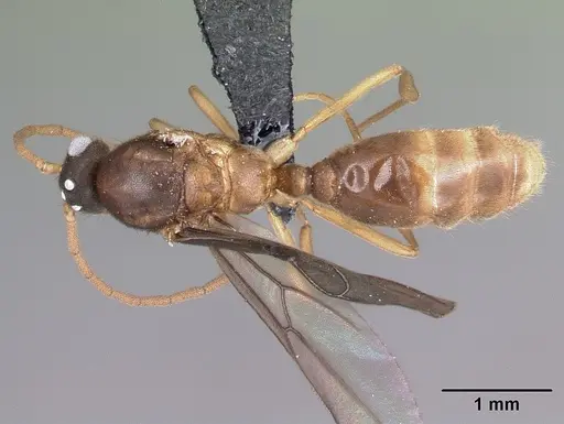 Carebara jajoby - CASENT0494540