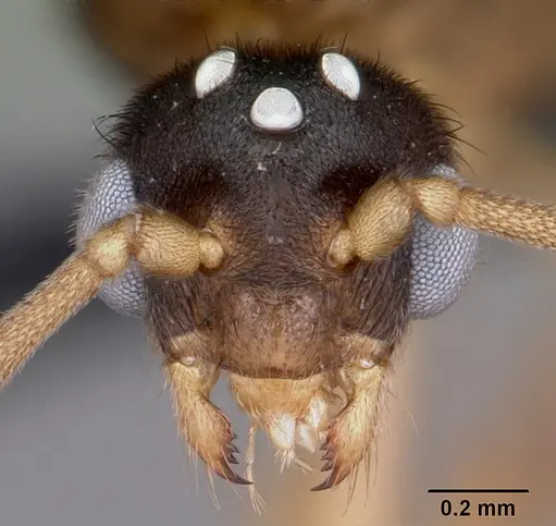 Carebara jajoby - CASENT0494540