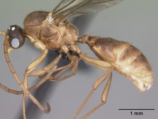 Carebara jajoby - CASENT0494540