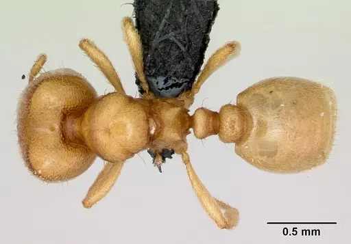 Carebara jajoby - CASENT0494760