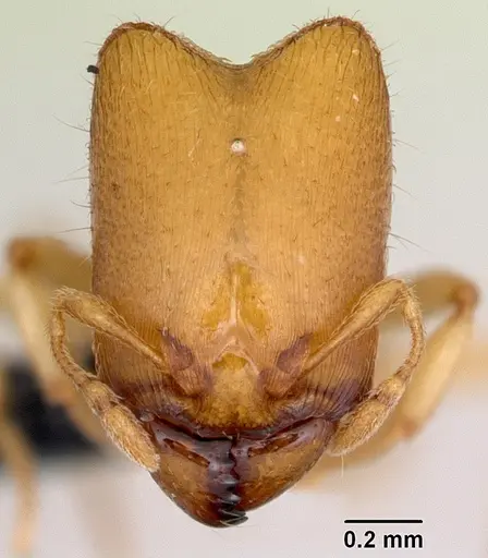 Carebara jajoby - CASENT0494760