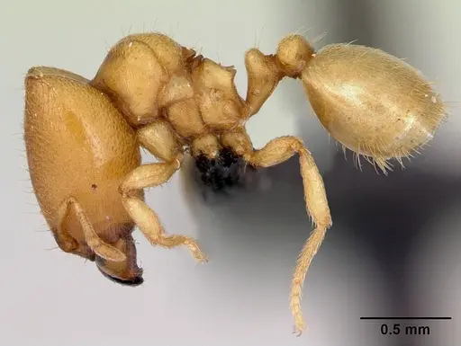 Carebara jajoby - CASENT0494760