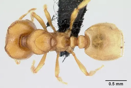 Carebara jajoby - CASENT0495466