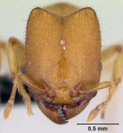 Carebara jajoby - CASENT0495466