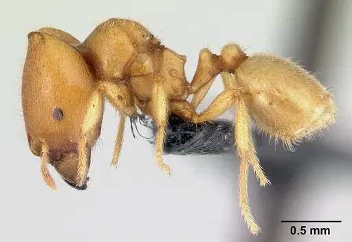 Carebara jajoby - CASENT0495466