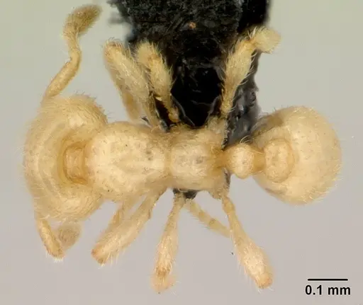 Carebara jajoby - CASENT0495468