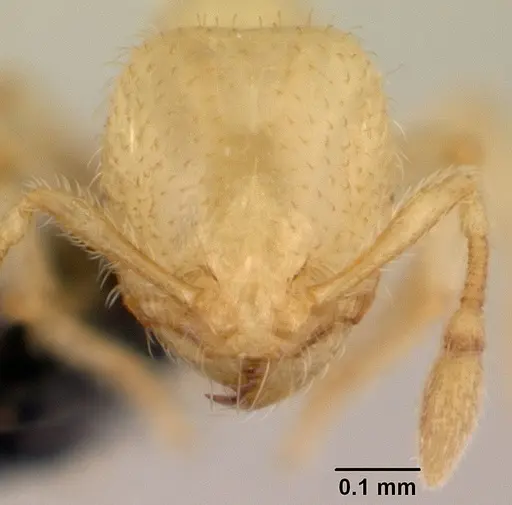 Carebara jajoby - CASENT0495468