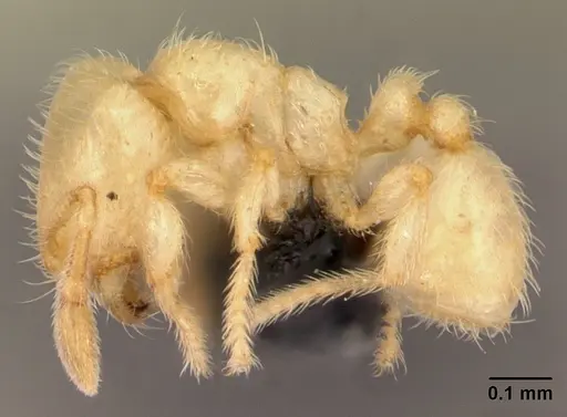 Carebara jajoby - CASENT0495468