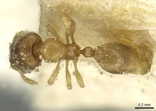 Carebara jeanneli specimen