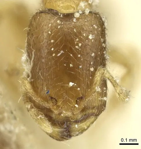 Carebara jeanneli specimen