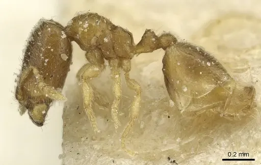 Carebara jeanneli specimen