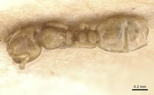 Carebara junodi specimen