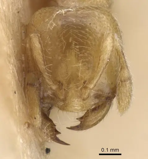 Carebara junodi specimen