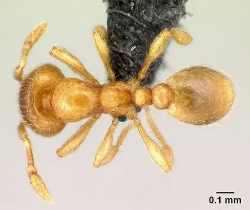 Carebara kabosy specimen