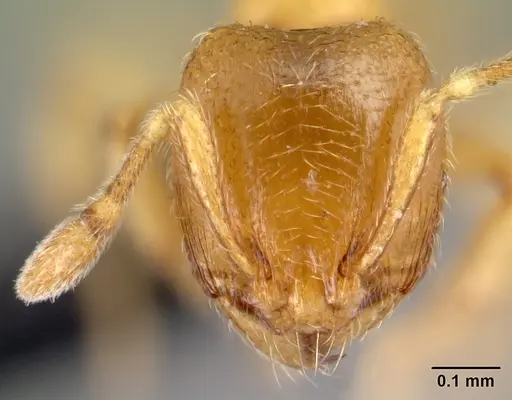 Carebara kabosy specimen