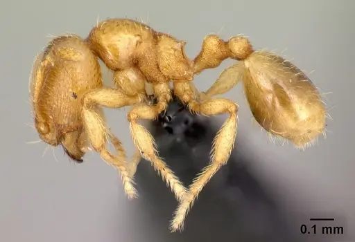 Carebara kabosy specimen