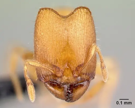 Carebara kabosy - CASENT0042428